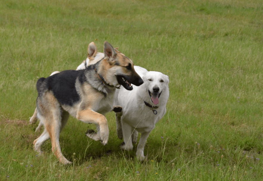 Two dogs playing together outside