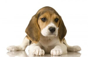Puppy laying down