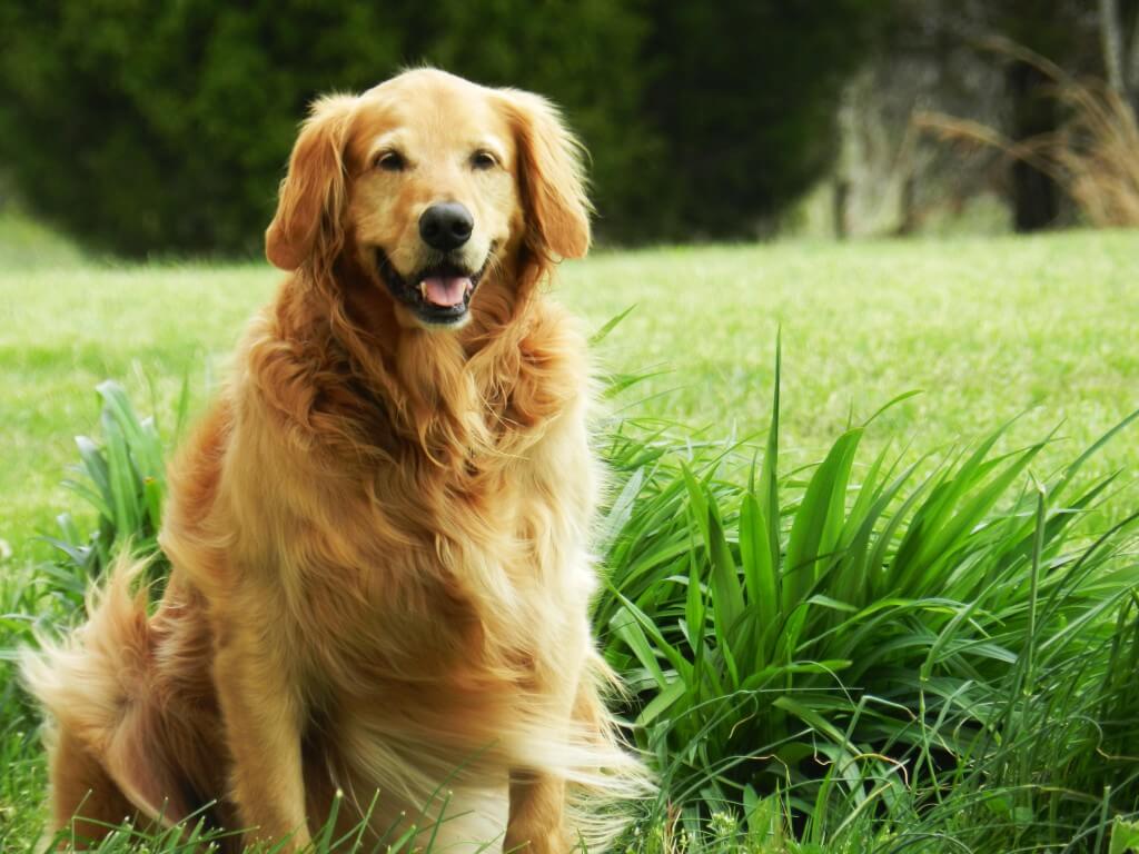Golden Retriever Outside in Grass