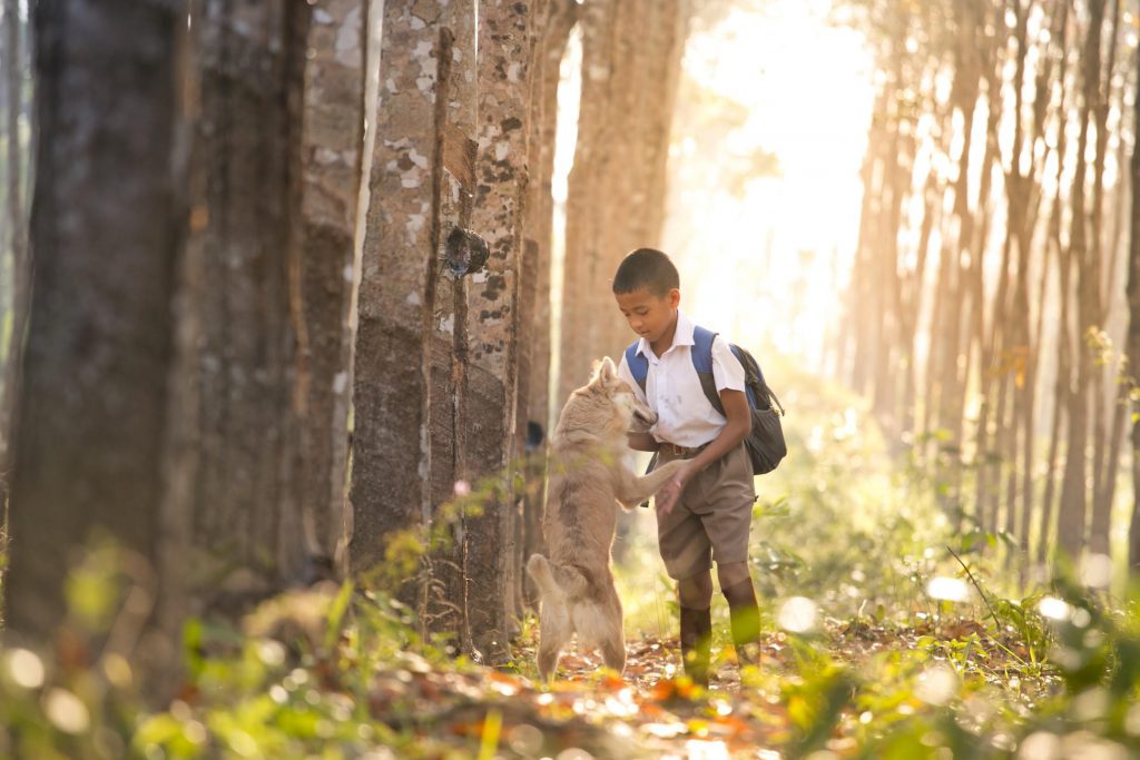 Dog playing with a kid