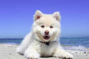 White dog laying on the beach