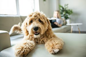 Dog laying on sofa near woman