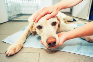 Dog laying on floor of vet office