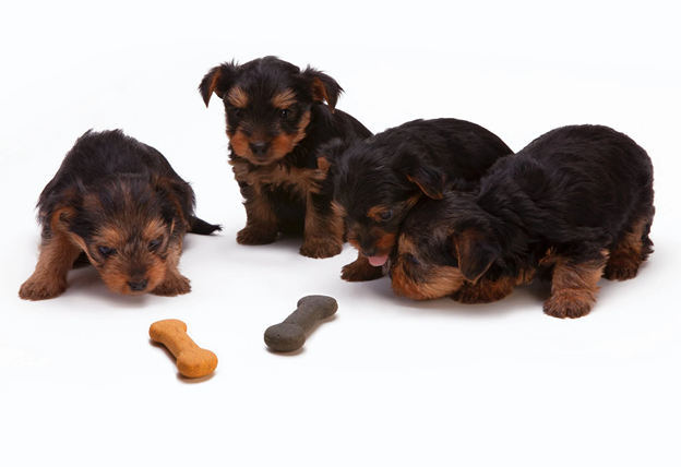 Four puppies looking at two dog treats