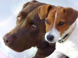 Large and small dog heads next to each other