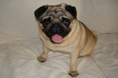 Staff: Mentor of PA Dog Rescue