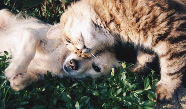 Cat cuddling with dog outside