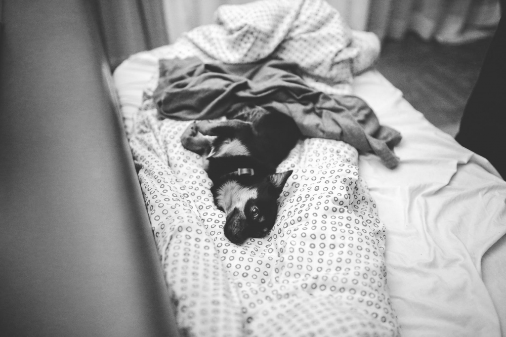 Black and white photo of dog laying down