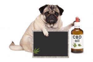 Fawn pug sitting next to CBD oil bottle