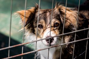 Dog looking though a cage