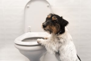 Dog standing against toilet