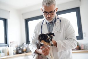 Veterinary examining puppy