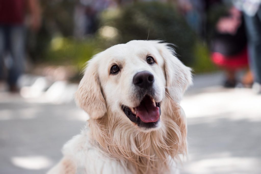 Golden Retriever Face with mouth open