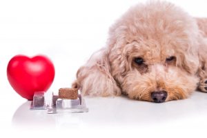 Dog laying down next to heartworm medicine