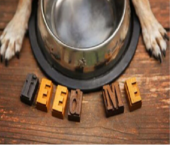 Dog paws next to empty bowl with words Feed Me