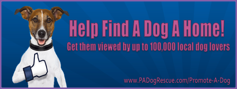 Help Find a Dog a Home