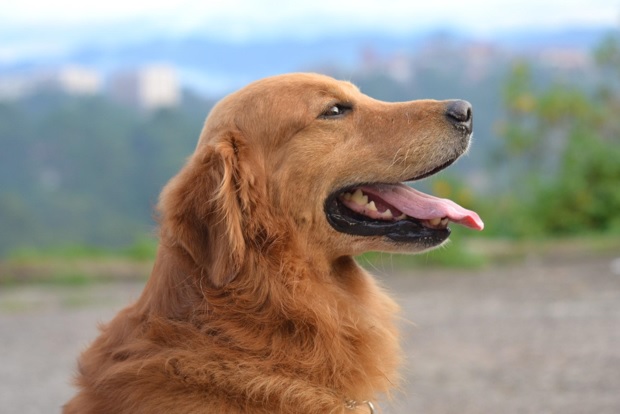 Golden Retriever with Mouth Open