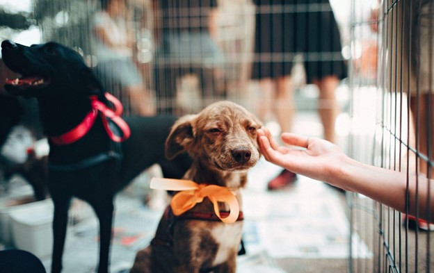 Hand petting dog through cage