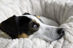 Dog's head laying on dog bed