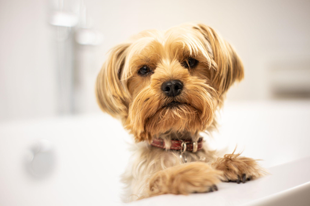 Small Dog Standing In Bathtub