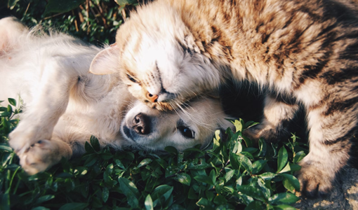 Dog And Cat Cuddling Outside