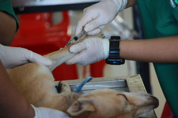 Dog laying down at vet receiving vaccination